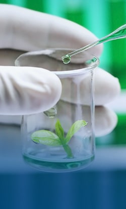 Plant Tissue Culture